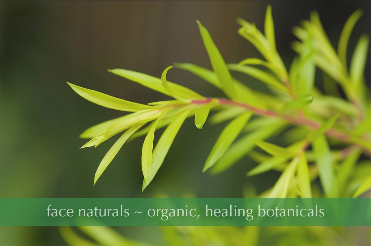 tea tree essential oil