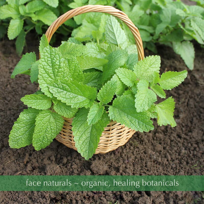 organic peppermint leaf skincare , natural ingredients, skin benefits Organic Peppermint Leaf Skincare: The Power of Natural Ingredients on Your Skin Are you tired of using skincare products with harsh chemicals and synthetic fragrances? Look no further than organic peppermint leaf skincare. This refreshing plant has been used for centuries for its medicinal properties and is now gaining popularity in the beauty industry. Peppermint leaves are packed with essential vitamins and minerals that can do wonders for your skin. Its high levels of antioxidants help reduce inflammation and protect against free radicals, promoting a youthful and radiant complexion. One of the main benefits of using peppermint leaf skincare is its ability to balance oil production. Whether you have dry or oily skin, this ingredient will regulate your skin's natural oils